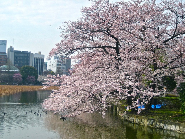 東京都の風景：皇居の桜